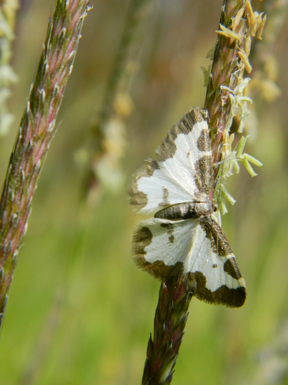 Variazioni sul tema: Lomaspilis marginata